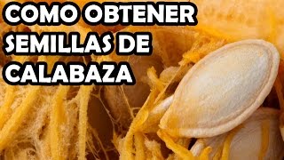 Como Obtener Semillas de Calabaza  Muy fácil [upl. by Lelah563]