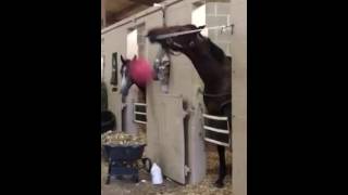 Horse Shows Off Ball Handling Skills [upl. by Lang]