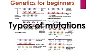 Genetic mutations  Types of mutations in genetics  Genetics for beginners [upl. by Vasya]