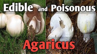 How to tell an edible agaricus mushroom from a poisonous one [upl. by Hafirahs435]