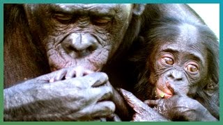 WARNING Bonobo Cannibalism  BBC Earth Explore [upl. by Ellenoj]