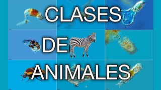 ¿CUANTAS CLASES DE ANIMALES HAY [upl. by Joanne]