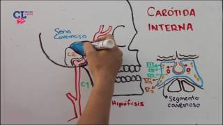 VASCULARIZACION ARTERIAL ENCEFALICA PARTE 1 carotida interna [upl. by Nataline23]