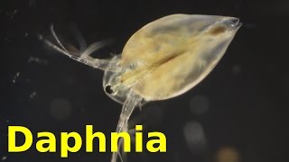 Daphnia [upl. by Anawyt140]