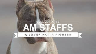 ALL ABOUT AMERICAN STAFFORDSHIRE TERRIERS [upl. by Hartnett]