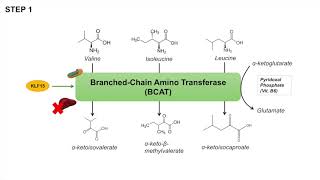 Branched Chain Amino Acid Metabolism  BCAA Catabolism  Pathway and Regulation [upl. by Leacim]