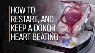 How to restart and keep a donor heart beating [upl. by Ominoreg]