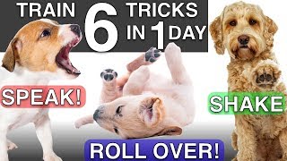 How to Train your Puppy 6 Tricks in 1 Day [upl. by Three]