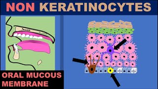 Non keratinocytes in Oral mucous membrane [upl. by Adaurd]