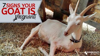 7 Goat Pregnancy Signs [upl. by Saraiya]