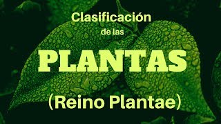 CLASIFICACIÓN DE LAS PLANTAS Reino Plantae [upl. by Fasta]