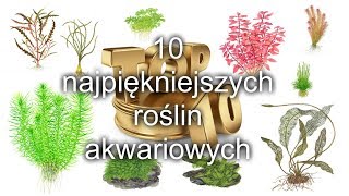 akwarium 10 najpiękniejszych roślin akwariowych [upl. by Wahl]