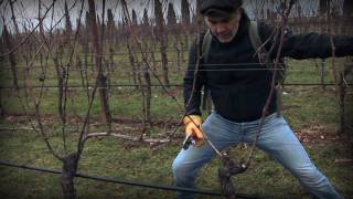 Marco Simonit  Dimostrazione pratica potatura della vite a Guyot  Guyot pruning [upl. by Velick203]