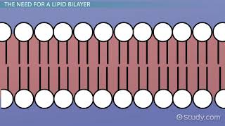 Lipid Bilayer Definition Structure amp Function [upl. by Ailemac]