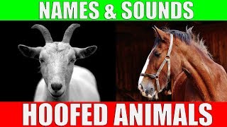 HOOFED ANIMALS Names and Sounds for Kids to Learn  Learning Ungulates Hoofed Mammals [upl. by Cesare]