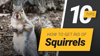 How To Get Rid Of Squirrels [upl. by Alrick230]