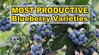 Most Productive Blueberry Varieties [upl. by Dine609]