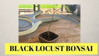 Creating A Bonsai Black Locust [upl. by Namajneb]