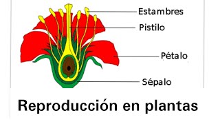 Reproducción en plantas  Ciencias Naturales [upl. by Herve]