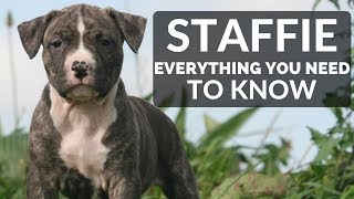 STAFFORDSHIRE BULL TERRIER 101  Everything You Need To Know About Owning a Staffie Puppy [upl. by Adnuhsar860]