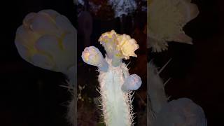 Pilosocereus leucocephalus 🇧🇷 Flores nocturnas [upl. by Nylave177]