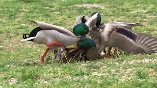 La Cane agressée  La Roche de Glun Drôme France [upl. by Htehpaj]