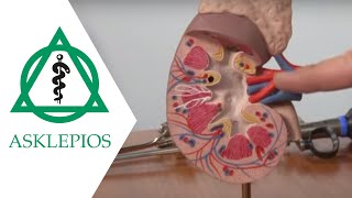 Minimalinvasive Operationsverfahren in der Urologie  Asklepios [upl. by Leuneb]