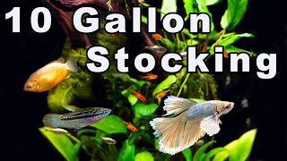 10 Gallon Community Aquarium Stocking Options Ideas For What to Keep Together [upl. by Becka]