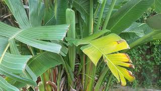 Introducing My New Bird Of Paradise Plant Strelitzia [upl. by Rekoob212]