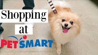 POMERANIAN GOES SHOPPING AT PETSMART Dog Haul Toys treats amp clothes [upl. by Aidiruy]