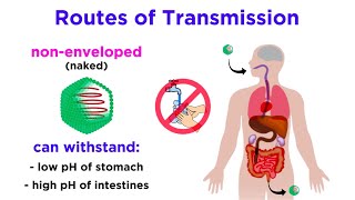 Routes of Viral Transmission [upl. by Xyno]