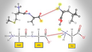 Peptide Bond Formation  Animation [upl. by Leila]