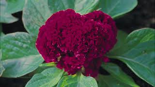 Celosia cristata [upl. by Donavon]