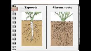 Root Systems [upl. by Ohs]