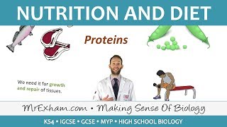 Nutrition and Diet  GCSE Biology 91 [upl. by Barb]