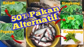 5 ALTETNATIF PAKAN IKAN PATIN [upl. by Alyda548]