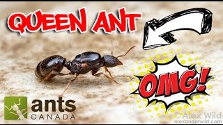 How to Catch A Queen Ant [upl. by Coniah956]