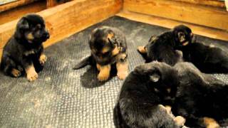 3 Week Old German Shepherd Puppies [upl. by Onileva]