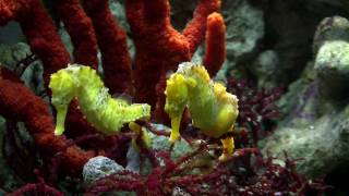 Seahorse Mating Dance [upl. by Chancellor]