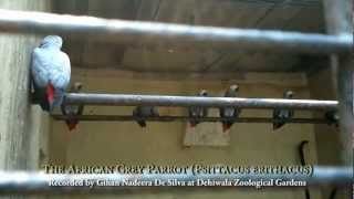 Sounds of The African Grey Parrot Psittacus erithacus [upl. by Eiznekam]