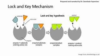 Chapter 31 Introduction to Enzymes [upl. by Lyrak239]