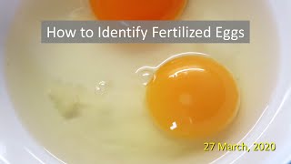 How to Identify Fertilized Eggs [upl. by Adnilasor]