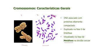 Caracteristicas Gerais dos Cromossomos [upl. by Cadmann]