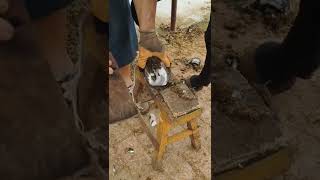 Horse hoof restoration  Horse hoof cleaning [upl. by Dedrick]