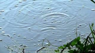 Alligator Underwater In Canal  Letting Out Bubbles  Wakodahatchee Wetlands Delray Beach FL [upl. by Ybrek]