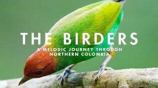 THE BIRDERS  A Melodic Journey through Northern Colombia [upl. by Bourgeois779]