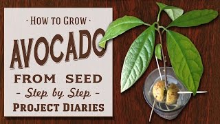 ★ How to Grow Avocado from Seed A Complete Step by Step Guide [upl. by Aizitel]