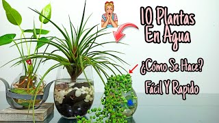 10 Plantas De INTERIOR que se CULTIVAN en AGUA [upl. by Halie756]