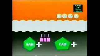 Metabolismo 5 Fosforilación Oxidativa [upl. by Nnylaf]