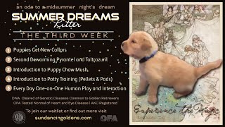 Our Golden Retrievers Third Week Collars Deworming Weaning and Potty Training [upl. by Kristofer]